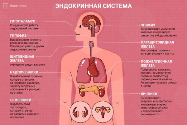 Неделя профилактики заболеваний эндокринной системы.